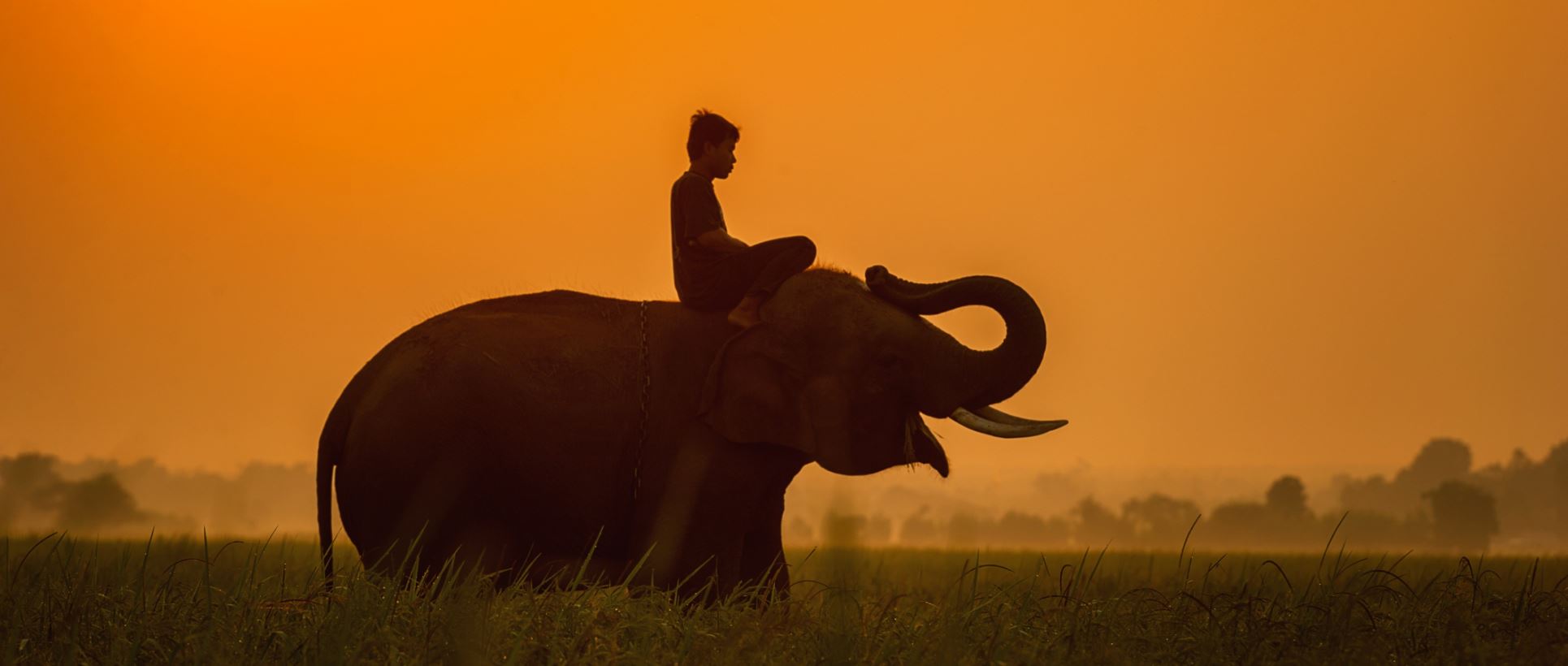 The silhouette of a rider sitting on an elephant at sunset